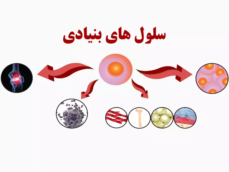 سلولهای بنیادی و کاربرد آنها