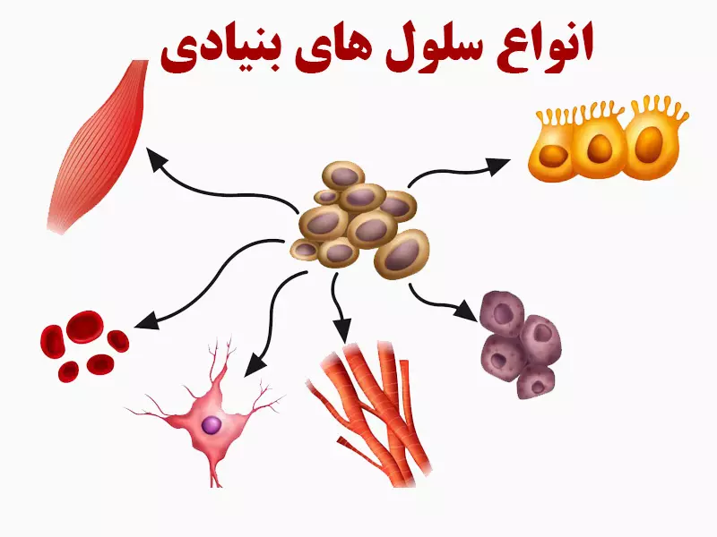 انواع سلولهای بنیادی