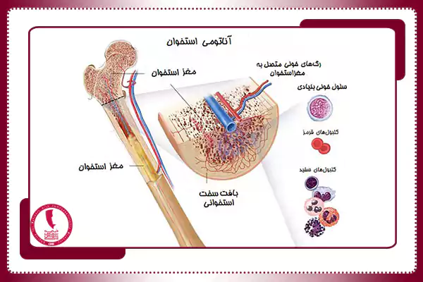مزایای پیوند مغز و استخوان برای بیماران نقص ایمنی