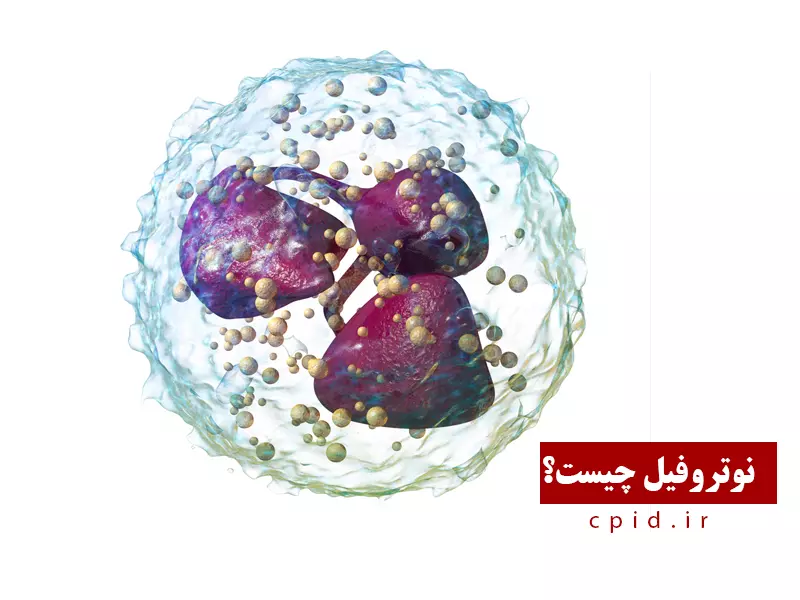 عملکرد نوتروفیل در بدن