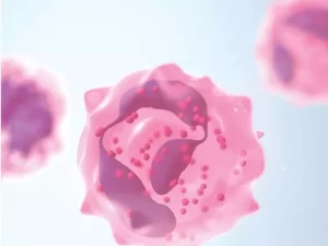 نوتروفیل و آنچه که باید از آن بدانید