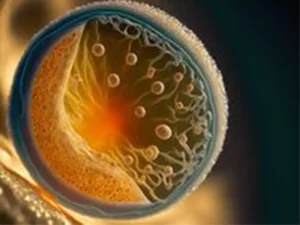 پیوند سلول های بنیادی